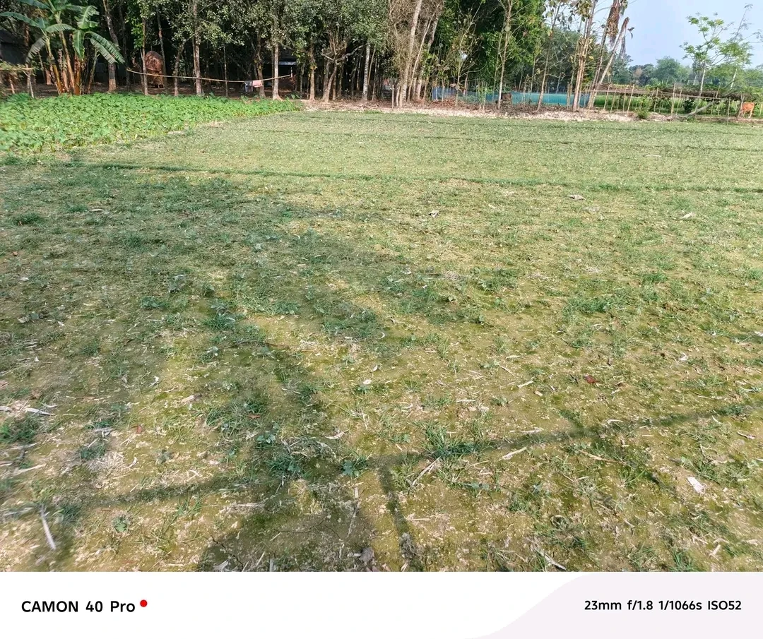 গ্রামীণ পরিবেশে ১১ শতাংশ জমি বিক্রি হবে